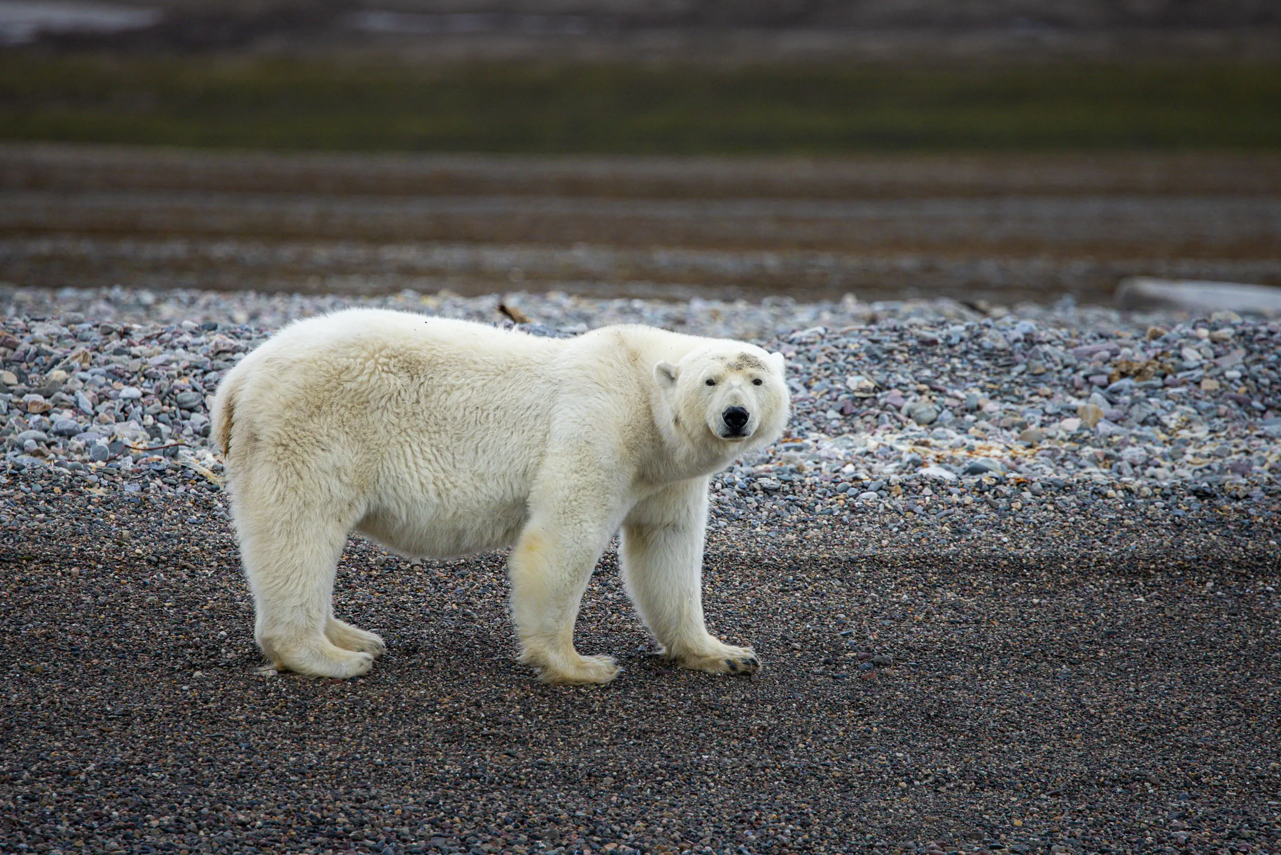 Ice Bear